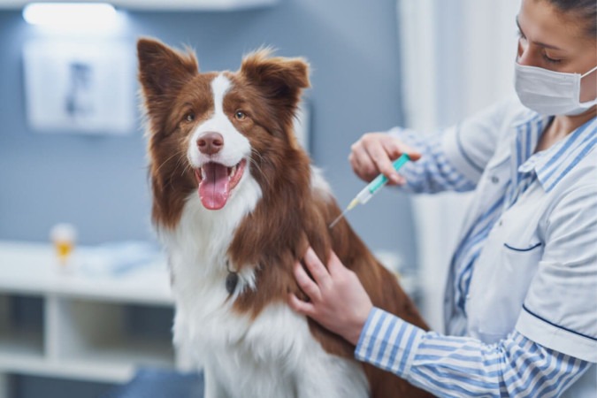 Las vacunas protegen contra enfermedades virales y bacterianas que pueden ser graves o incluso mortales para perros y gatos (Imagen: Kamil Macniak | Shutterstock) - (crédito: EdiCase)