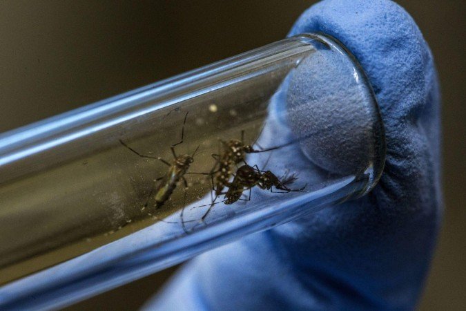 Velho conhecido dos brasileiros, o <em>Aedes aegypti </em>pode se proliferar ainda mais com condições trazidas pelas mudanças climáticas - (crédito: Getty Images) Velho conhecido dos brasileiros, o <em>Aedes aegypti </em>pode se proliferar ainda mais com condições trazidas pelas mudanças climáticas - (crédito: Getty Images)
