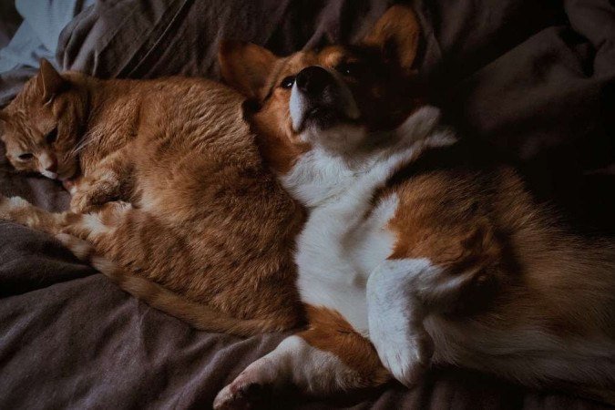 Projeto de lei quer proibir que pessoas condenadas por maus-tratos aos animais tomem posse em cargos públicos - (crédito: BriTucker/ Unsplash) Projeto de lei quer proibir que pessoas condenadas por maus-tratos aos animais tomem posse em cargos públicos - (crédito: BriTucker/ Unsplash)