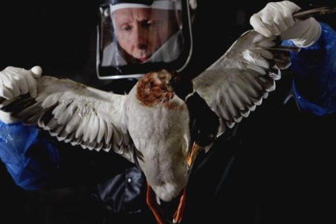 O vírus influenza H5N1, causador da gripe aviária, é conhecido desde 1996 - (crédito: Getty Images) O vírus influenza H5N1, causador da gripe aviária, é conhecido desde 1996 - (crédito: Getty Images)