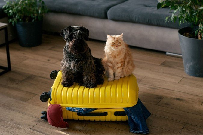 Tanto cães quanto gatos sofrem bastante com a ausência do tutor, assim como com a modificação da rotina (Imagem: Kokosha Yuliya | Shutterstock) - (crédito: Kokosha Yuliya | Shutterstock/ EdiCase) Tanto cães quanto gatos sofrem bastante com a ausência do tutor, assim como com a modificação da rotina (Imagem: Kokosha Yuliya | Shutterstock) - (crédito: Kokosha Yuliya | Shutterstock/ EdiCase)