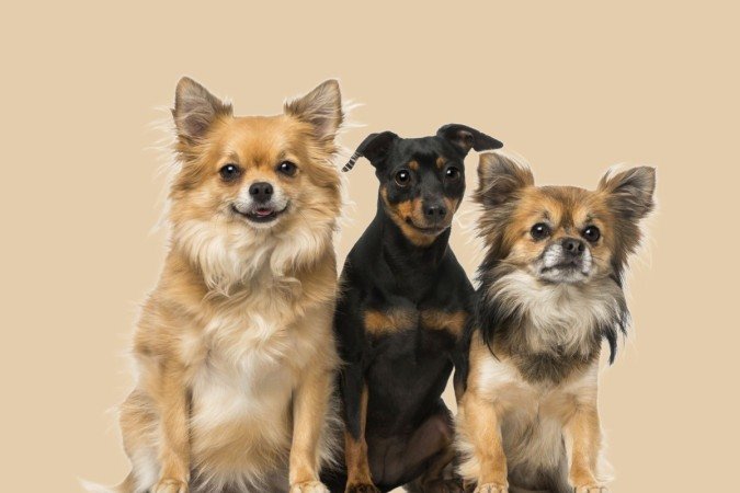 O pinscher tende a apresentar menos problemas de saúde em comparação com o chihuahua (Imagem: Eric Isselee | Shutterstock) -  (crédito: EdiCase)