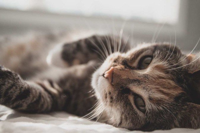 Os gatos, apesar de serem hospedeiros do parasita, não são o principal fator de contaminação dos seres humanos. - (crédito: Zeze Tucker/Unsplash) Os gatos, apesar de serem hospedeiros do parasita, não são o principal fator de contaminação dos seres humanos. - (crédito: Zeze Tucker/Unsplash)