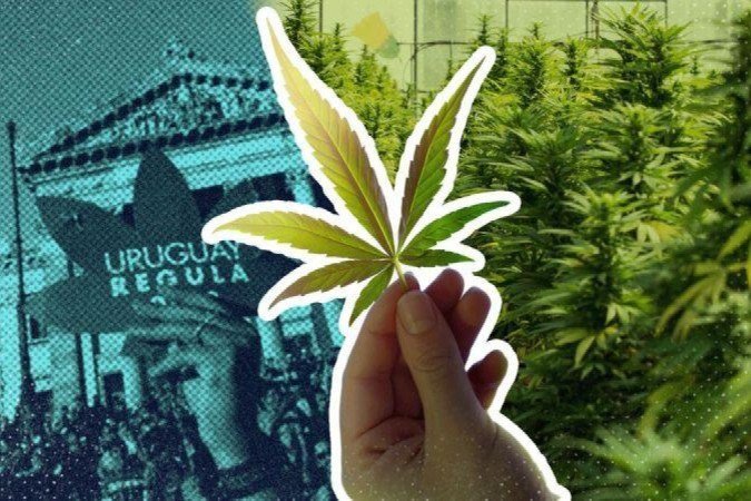 O Uruguai regulamentou a produção, venda e consumo de cannabis em 2013. -  (crédito: BBC)