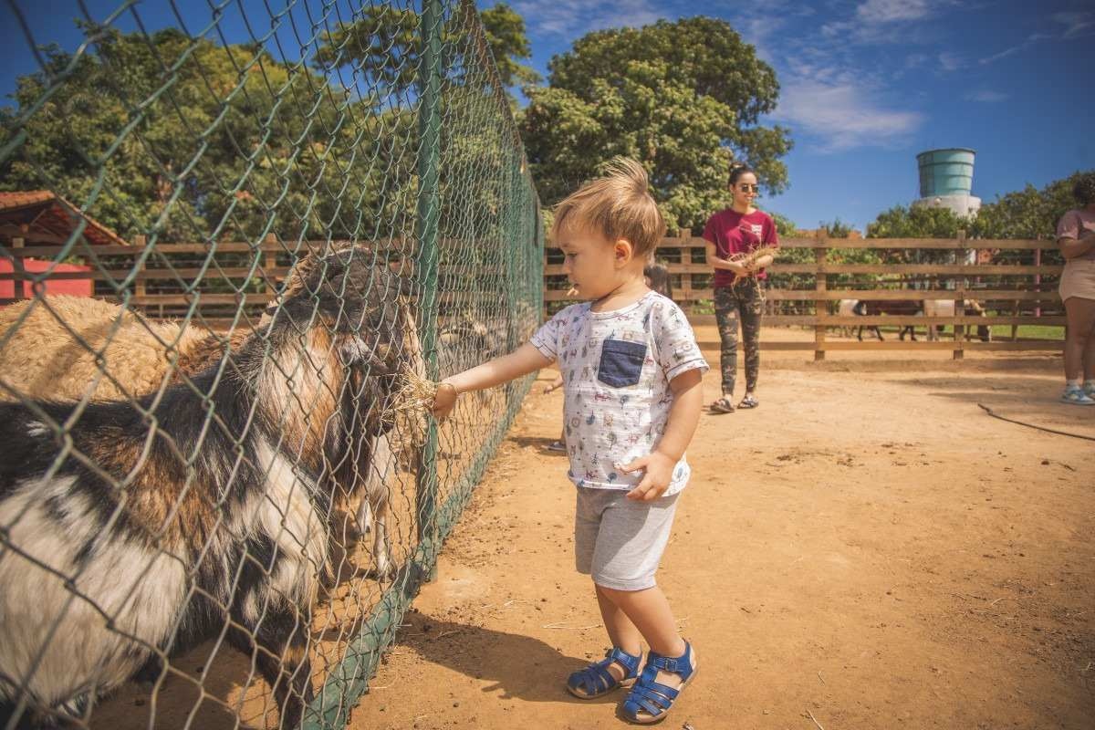 Colônia de Férias Fazendinha BSB propicia contato de crianças com animais