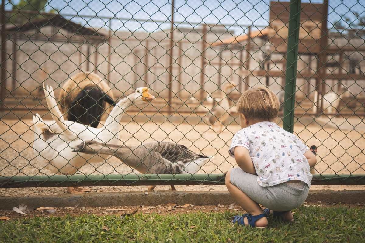 Na Fazendinha BSB, em Vicente Pires, além das brincadeiras, as crianças têm contato direto com animais e exploram a natureza