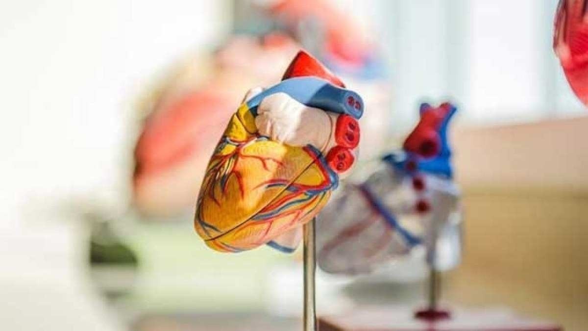 Réplica robótica simula batimento cardíaco e bombeamento de sangue do coração