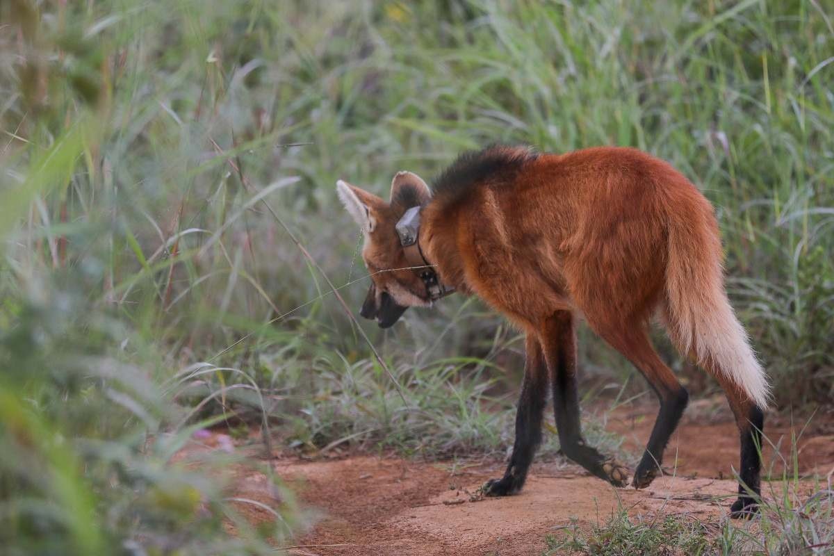 Loba-guará Pequi morreu após ser atropelada na BR-080