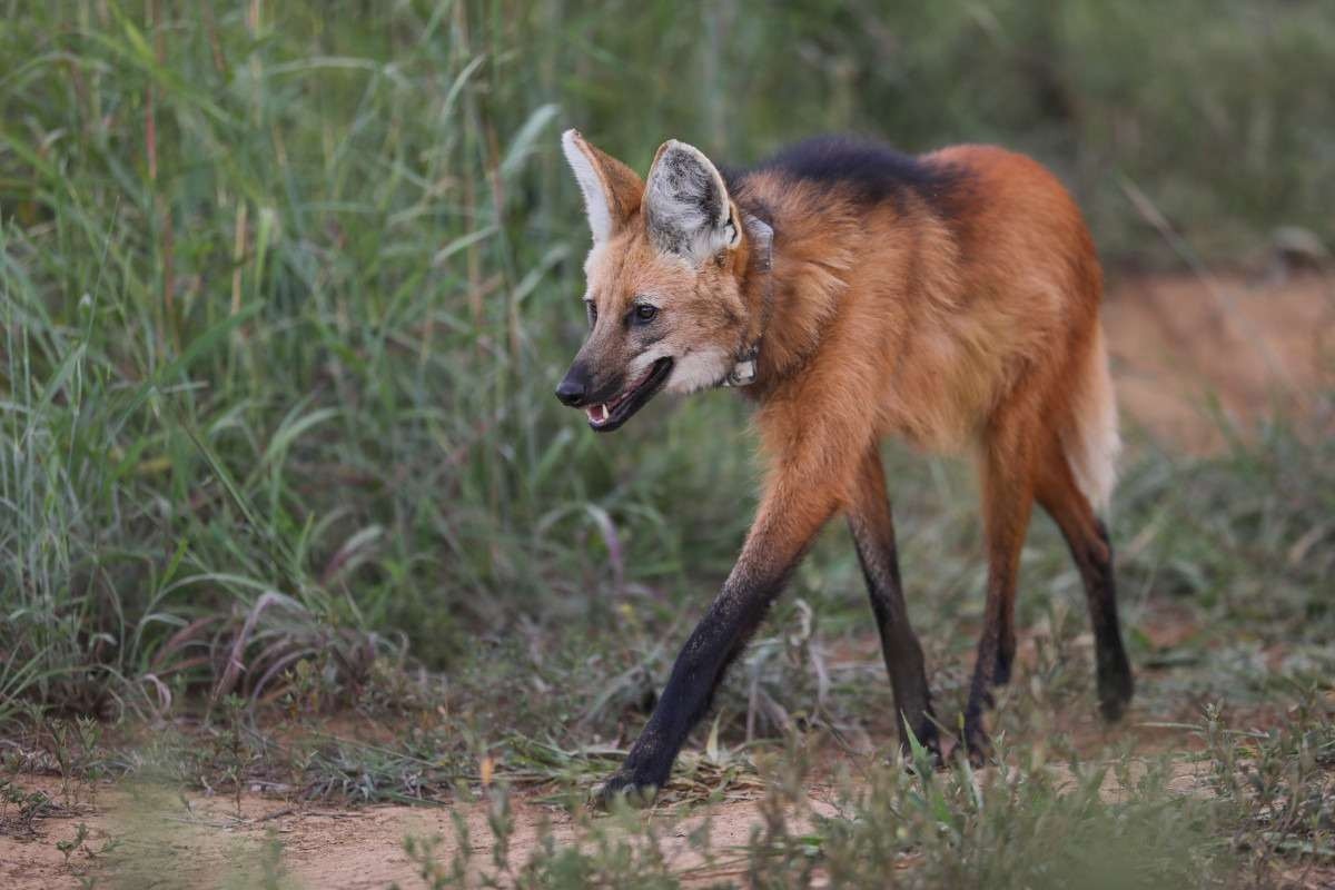 Loba-guará Pequi morreu após ser atropelada na BR-080