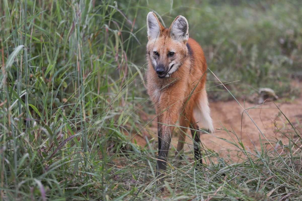 Loba-guará Pequi morreu após ser atropelada na BR-080