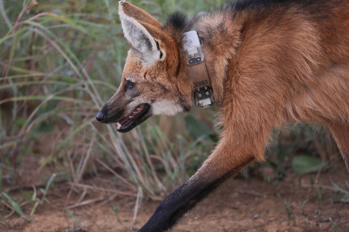 Loba-guará Pequi morreu após ser atropelada na BR-080