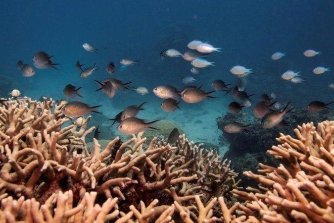 Grande Barreira de Corais perdeu mais de metade dos seus corais devido às mudanças climáticas - (crédito: Reuters) Grande Barreira de Corais perdeu mais de metade dos seus corais devido às mudanças climáticas - (crédito: Reuters)