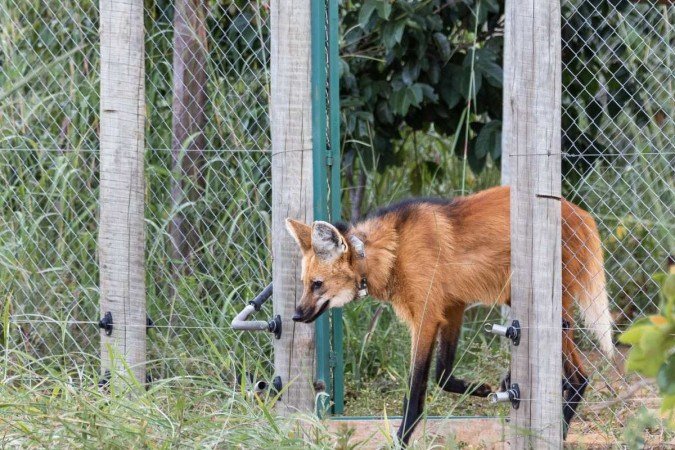 Momento em que Pequi foi solta na natureza, em abril deste ano
- (crédito: Catarina Tokatjian) Momento em que Pequi foi solta na natureza, em abril deste ano
- (crédito: Catarina Tokatjian)