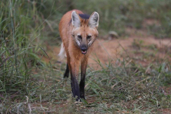 O atropelamento de Pequi ocorreu na BR-080 e a loba-guará não sobreviveu - (crédito: Joel Rodrigues/Agência Brasília) O atropelamento de Pequi ocorreu na BR-080 e a loba-guará não sobreviveu - (crédito: Joel Rodrigues/Agência Brasília)