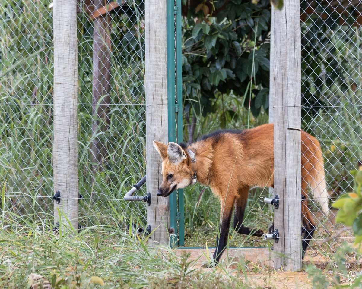 Pequi, a loba-guará, é mais uma vítima de atropelamento nas rodovias