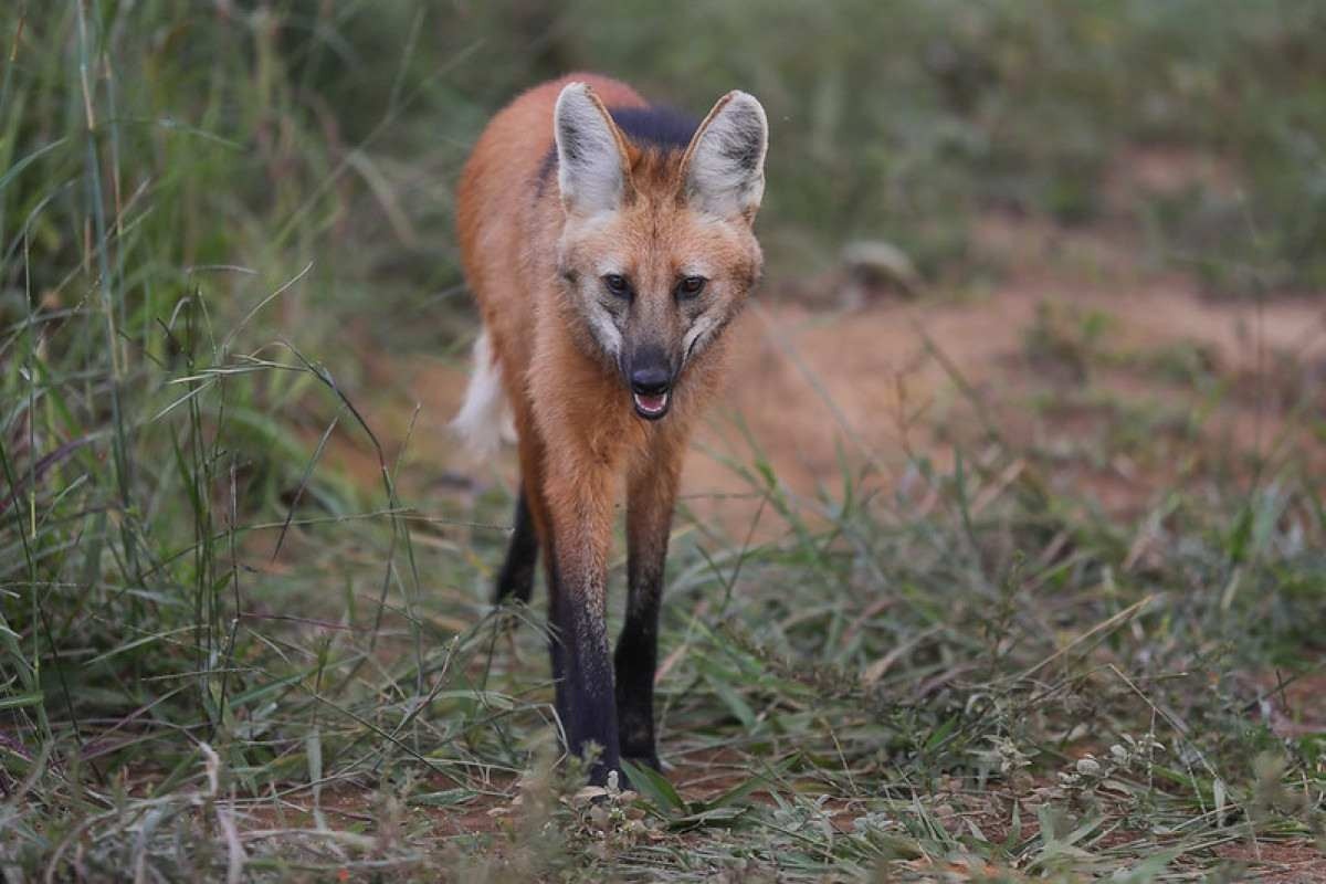 Pequi, loba-guará resgatada por ONG, morre atropelada na BR-080