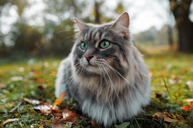 Os cuidados são importantes para manter o gato saudável (Imagem: Sergio Photone | Shutterstock) - (crédito: EdiCase) Os cuidados são importantes para manter o gato saudável (Imagem: Sergio Photone | Shutterstock) - (crédito: EdiCase)