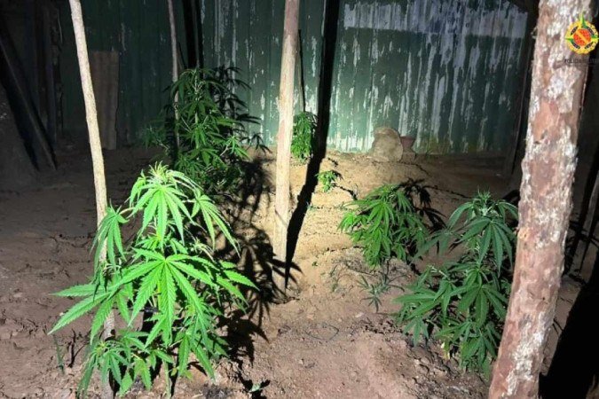 Polícia Militar encontra plantação de maconha e porções de cocaína e ecstasy em casa no Café Sem Troco - (crédito: Divulgação/PMDF) Polícia Militar encontra plantação de maconha e porções de cocaína e ecstasy em casa no Café Sem Troco - (crédito: Divulgação/PMDF)