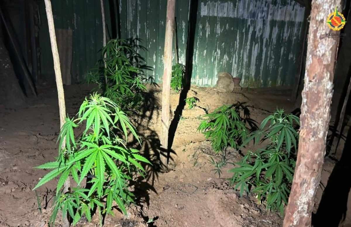 Polícia Militar encontra plantação de maconha e porções de cocaína e ecstasy em casa no Café Sem Troco 