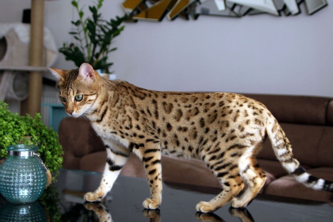 O gato bengal se parece com um leopardo (Imagem: TheCats | Shutterstock) -  (crédito: EdiCase)