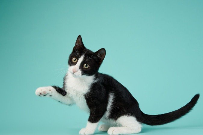 Alguns gatos podem ser bons companheiros para crianças (Imagem: dezy | Shutterstock) - (crédito: EdiCase) Alguns gatos podem ser bons companheiros para crianças (Imagem: dezy | Shutterstock) - (crédito: EdiCase)