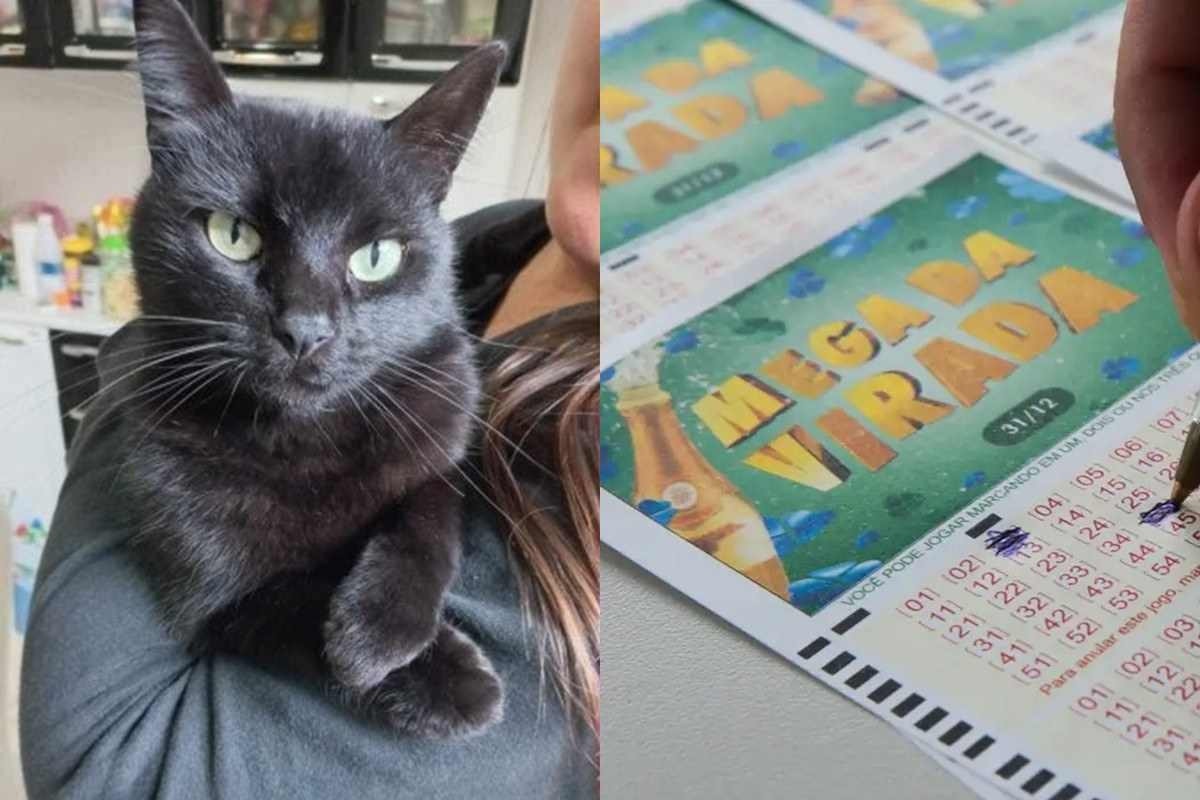 Mega da Virada: Gatinho Milu prevê os seis números sorteados; veja