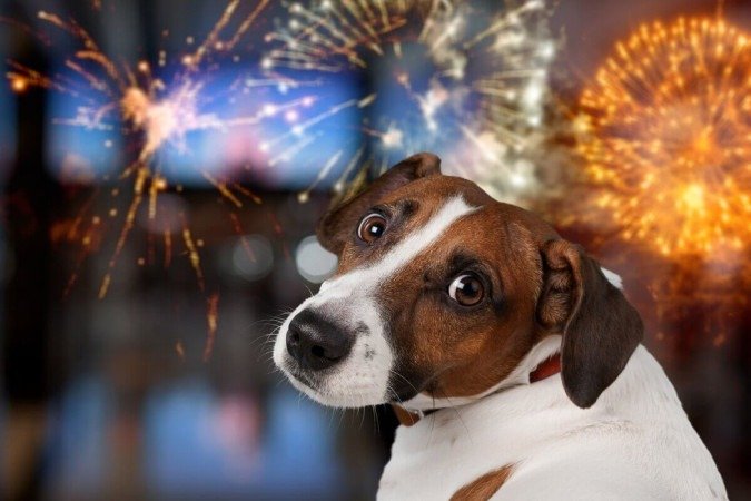 Fogos de artifício podem prejudicar a saúde dos cachorros (Imagem: Billion Photos | Shutterstock) -  (crédito: EdiCase)