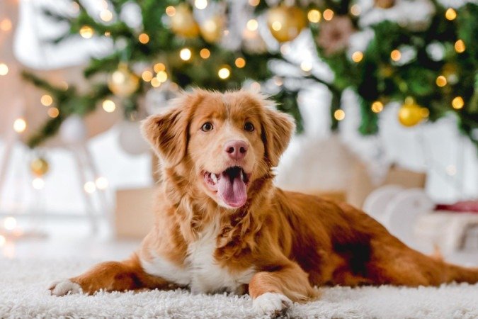 Se o seu pet é um animal mais tímido, retraído, pode ser interessante avisar aos convidados de que precisam respeitar os limites dele (Imagem: Tatyana Vyc | Shutterstock) - (crédito: EdiCase) Se o seu pet é um animal mais tímido, retraído, pode ser interessante avisar aos convidados de que precisam respeitar os limites dele (Imagem: Tatyana Vyc | Shutterstock) - (crédito: EdiCase)