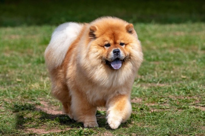 O chow chow é conhecido por sua personalidade independente e reservada (Imagem: Sue Thatcher | Shutterstock) -  (crédito: EdiCase)