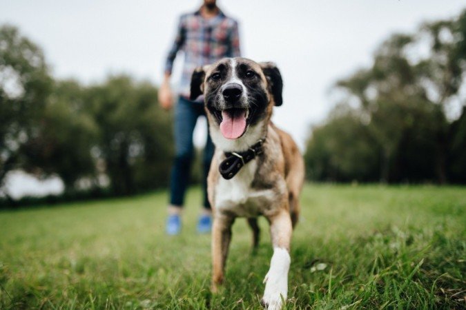 Se o cachorro demonstrar sinais de desconforto, recue e dê espaço ao animal - (crédito: Benevolente82 | Shutterstock) Se o cachorro demonstrar sinais de desconforto, recue e dê espaço ao animal - (crédito: Benevolente82 | Shutterstock)
