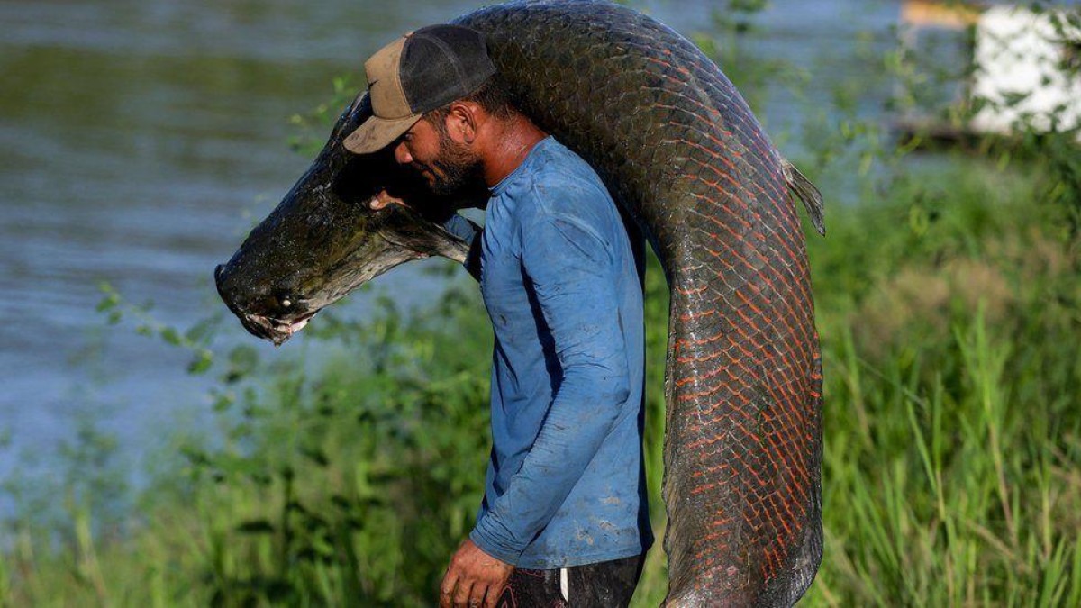 Como pirarucu virou ameaça e oportunidade em rios da Amazônia