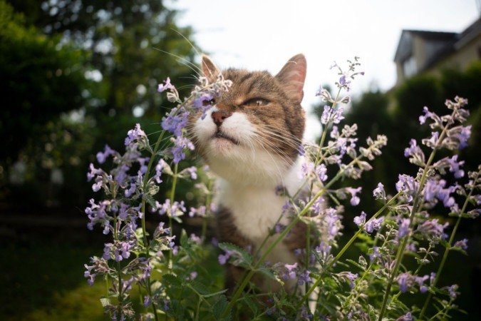 Ao cheirar o catnip, alguns felinos podem exibir comportamentos curiosos, como esfregar-se, rolar e até mesmo morder ou lamber a planta (Imagem: Nils Jacobi | Shutterstock) -  (crédito: EdiCase)