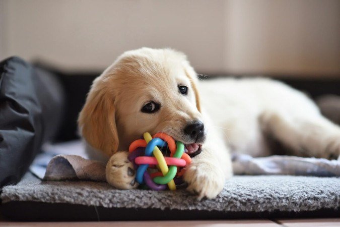 Adaptar o ambiente para os pets ajuda na saúde física e emocional (Imagem: v | Shutterstock) - (crédito: EdiCase) Adaptar o ambiente para os pets ajuda na saúde física e emocional (Imagem: v | Shutterstock) - (crédito: EdiCase)