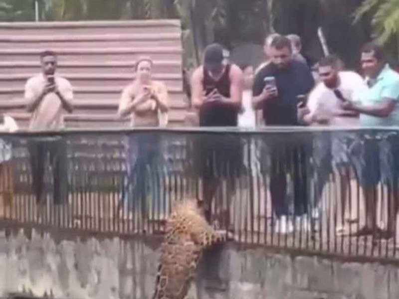 Vídeo: onça escala parede e se aproxima do público no Zoológico de Brasília