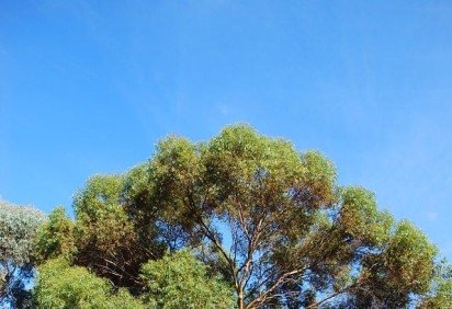 Você pode não acreditar, mas, na Austrália, o ouro "nasce" nas árvores. -  (crédito: Sydney Oats/Wikimedia Commons)