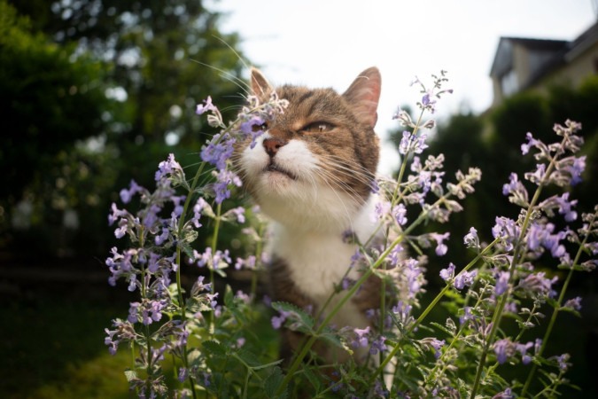 Ao cheirar o catnip, alguns felinos podem exibir comportamentos curiosos, como esfregar-se, rolar e até mesmo morder ou lamber a planta (Imagem: Nils Jacobi | Shutterstock) -  (crédito: EdiCase - Pets -> Revista do CB)