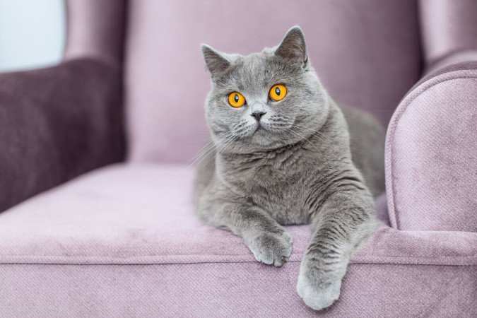 Arranhar o sofá é uma forma que os gatos encontram para remover as camadas externas das garras (Imagem: FotoMirta | Shutterstock) -  (crédito: EdiCase - Pets -> Revista do CB)