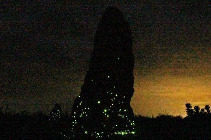 Besouros luminescentes no Parque Nacional das Emas -  (crédito: Divulgação/Vadim Viviani)