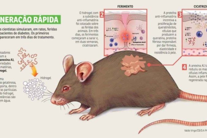 Hidrogel cicatriza feridas em pessoas com diabetes, mostra pesquisa brasileira - (crédito: Valdo Virgo/CB/D.A. Press) Hidrogel cicatriza feridas em pessoas com diabetes, mostra pesquisa brasileira - (crédito: Valdo Virgo/CB/D.A. Press)