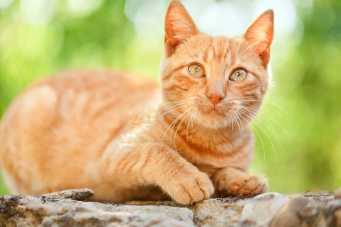 Gatos alaranjados são conhecidos por terem uma personalidade única (Imagem: Ivan Mateev | Shutterstock) -  (crédito: Ivan Mateev | Shutterstock))