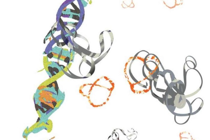 As proteínas MYC (fitas cinzentas) ligam-se ao DNA e promovem a progressão do câncer. Os pesquisadores da UCR desenvolveram uma molécula (formato semelhante a um pretzel laranja) que se liga ao MYC, inibindo sua função de promoção do câncer

 -  (crédito: Divulgação/Mín Xue/UCR)