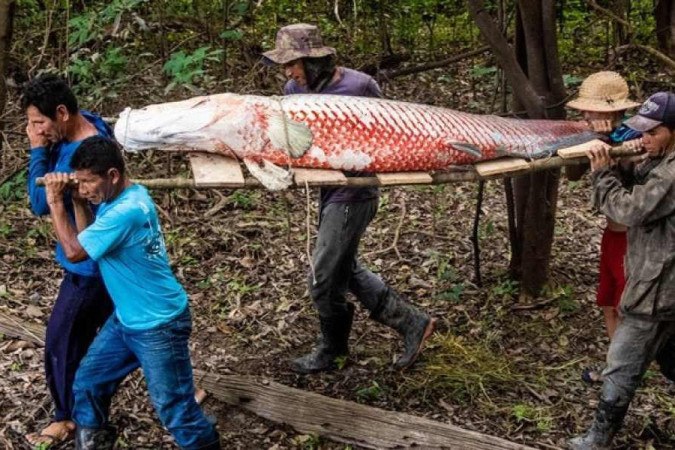 O pirarucu é considerado peixe símbolo da Amazônia -  (crédito: Divulgação/Bernardo Oliveira/Instituto Mamirauá)