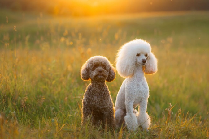 Os poodles são frequentemente confundidos com os cachorros da raça bichon frisé (Imagem: dezy | Shutterstock)  -  (crédito: EdiCase - Pets -> Revista do CB)