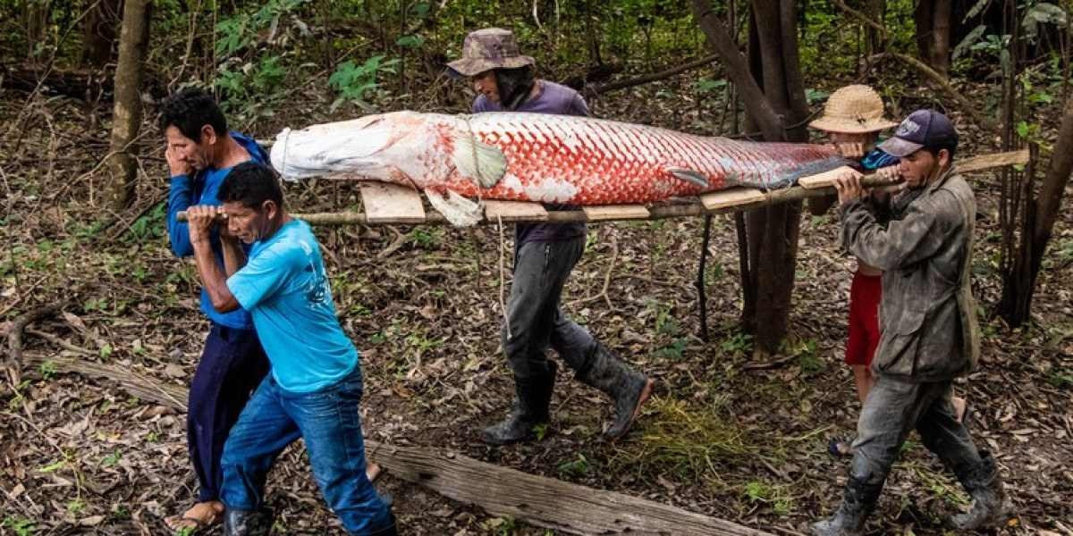 População de pirarucu na Amazônia cresce 25% ao ano com manejo sustentável