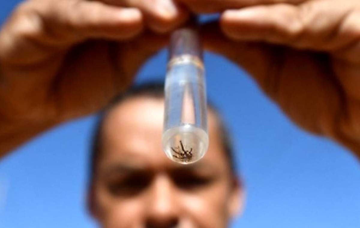 Agente da Vigilância Sanitária colhe ovos do mosquito da dengue