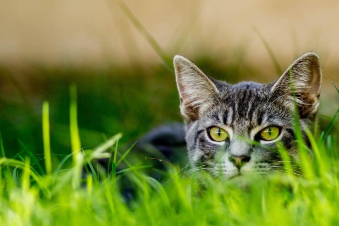 Mascotes encantadores ou predadores implacáveis? -  (crédito: Getty Images)