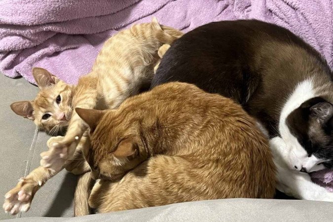 Os três gatos dividem 
a vida e a casa com os tutores Edmundo e Júlia
 -  (crédito: Arquivo pessoal)