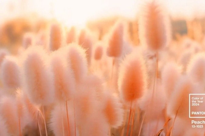 Cor Pantone 2024- Peach Fuzz  
