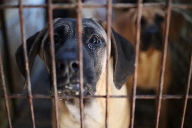 O atual presidente Yoon Suk Yeol e sua esposa possuem seis cães e pediram a proibição da carne de cachorro -  (crédito: Reuters)