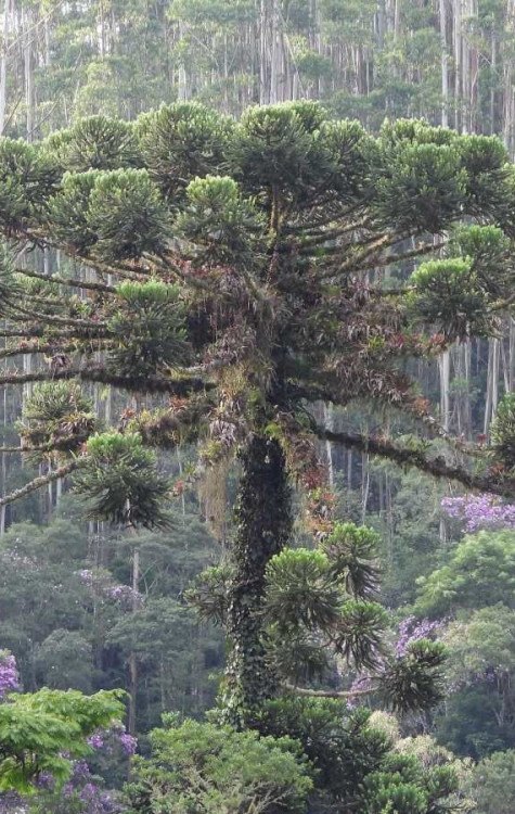 Araucaria angustifolia, o pinheiro-do-Paraná, é uma espécie de árvore nativa do Brasil, está entre as raridades que podem desaparecer -  (crédito:  Hans ter Steege/Divulgação )